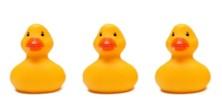 Three yellow rubber ducks in a row